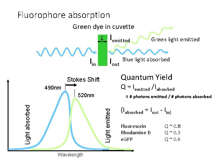 Fluorophore absorption Green dye in cuvette L Iin Iemitted Iout Q = Iemitted /Iabsorbed