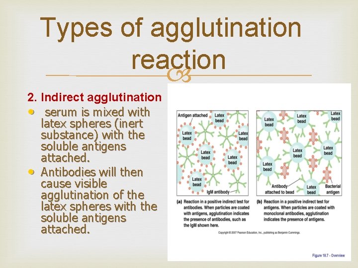 Types of agglutination reaction 2. Indirect agglutination • serum is mixed with latex spheres