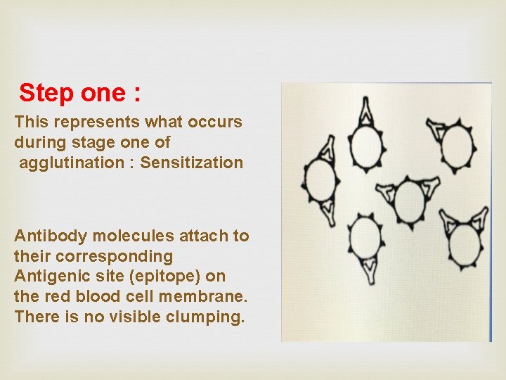Step one : This represents what occurs during stage one of agglutination : Sensitization