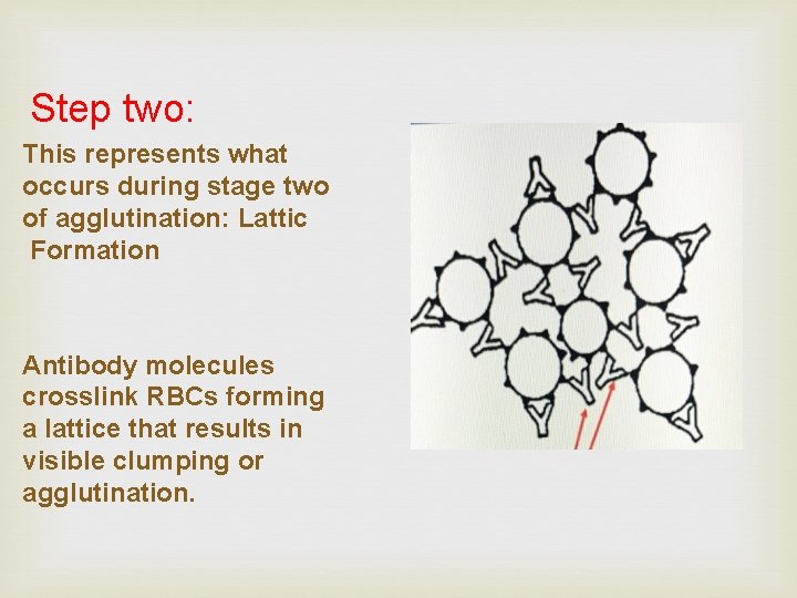 Step two: This represents what occurs during stage two of agglutination: Lattic Formation Antibody