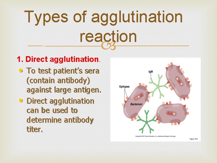 Types of agglutination reaction 1. Direct agglutination. • To test patient’s sera (contain antibody)
