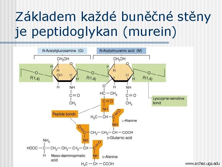 Základem každé buněčné stěny je peptidoglykan (murein) www. arches. uga. edu 