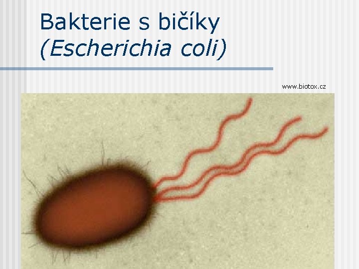 Bakterie s bičíky (Escherichia coli) www. biotox. cz 
