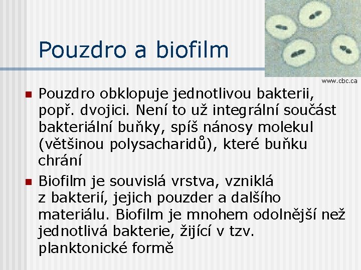 Pouzdro a biofilm www. cbc. ca n n Pouzdro obklopuje jednotlivou bakterii, popř. dvojici.