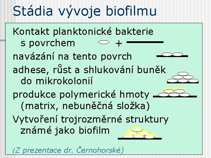 Stádia vývoje biofilmu Kontakt planktonické bakterie s povrchem + navázání na tento povrch adhese,