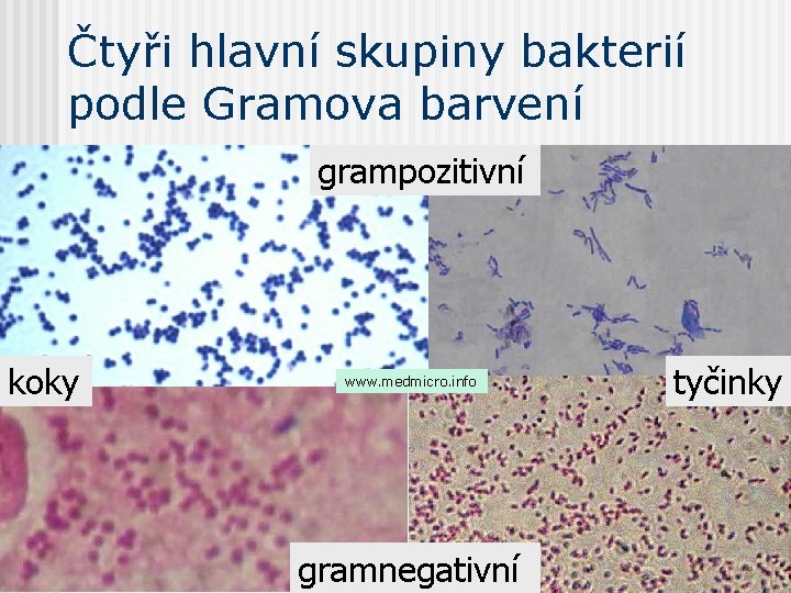 Čtyři hlavní skupiny bakterií podle Gramova barvení grampozitivní koky www. medmicro. info gramnegativní tyčinky