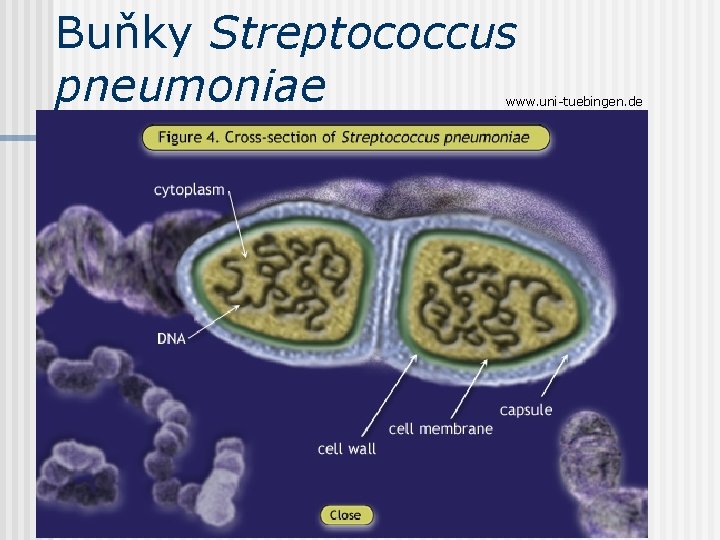 Buňky Streptococcus pneumoniae www. uni-tuebingen. de 