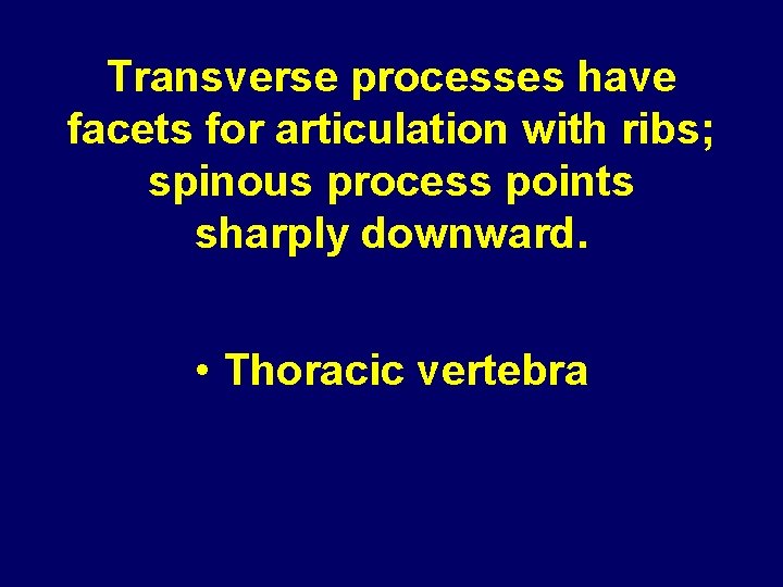 Transverse processes have facets for articulation with ribs; spinous process points sharply downward. • Transverse processes have facets for articulation with ribs; spinous process points sharply downward. •