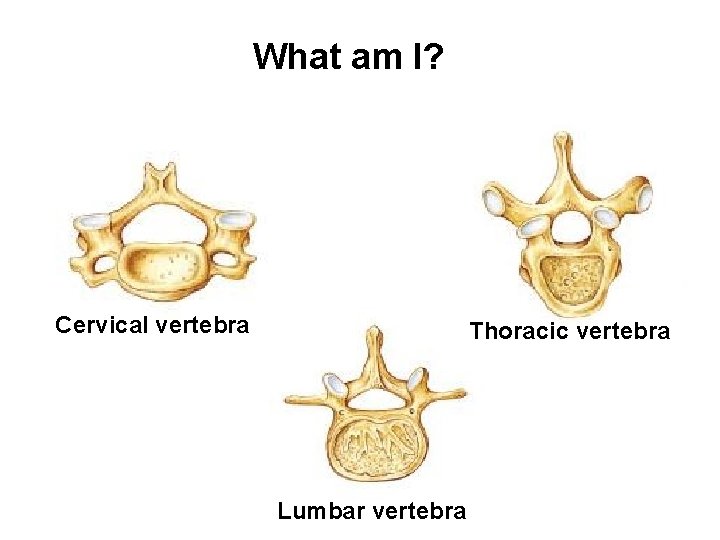 What am I? Cervical vertebra Thoracic vertebra Lumbar vertebra What am I? Cervical vertebra Thoracic vertebra Lumbar vertebra