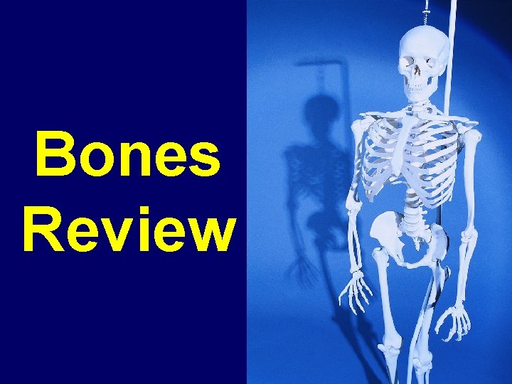 Bones Review 