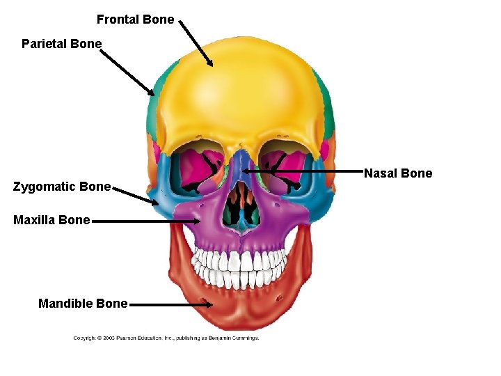 Frontal Bone Parietal Bone Zygomatic Bone Maxilla Bone Mandible Bone Nasal Bone 