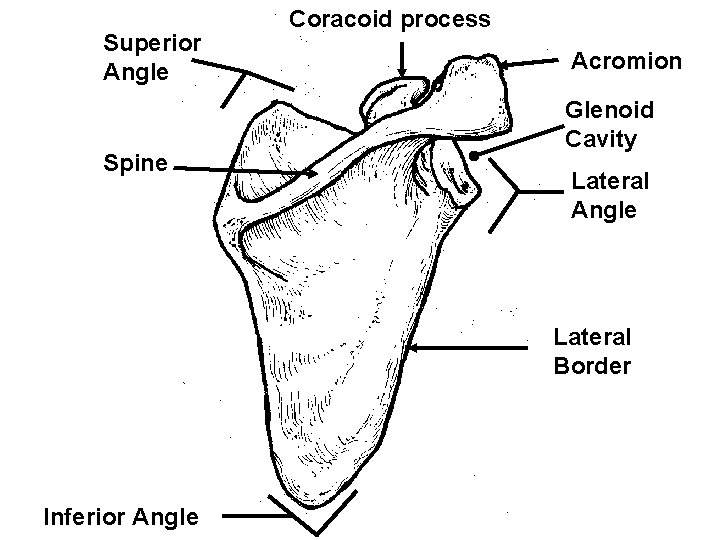 Superior Angle Spine Coracoid process Acromion Glenoid Cavity Lateral Angle Lateral Border Inferior Angle