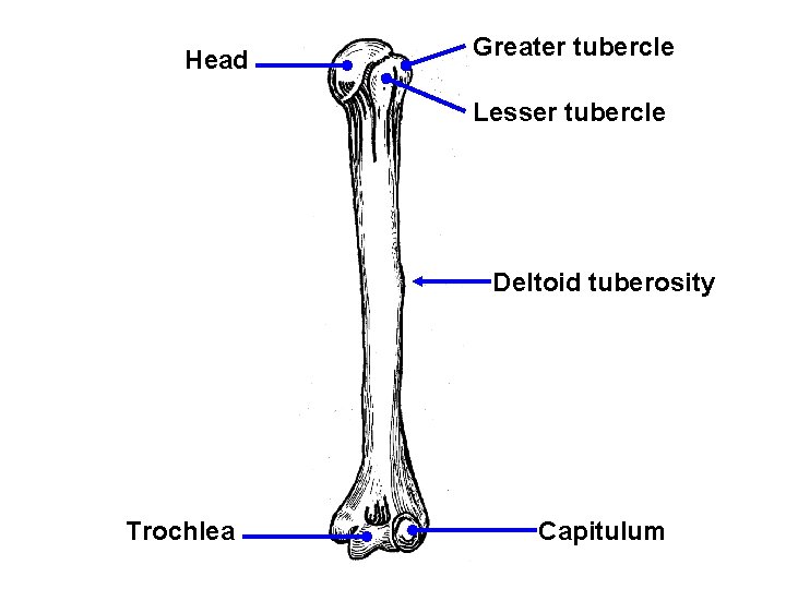 Head Greater tubercle Lesser tubercle Deltoid tuberosity Trochlea Capitulum 