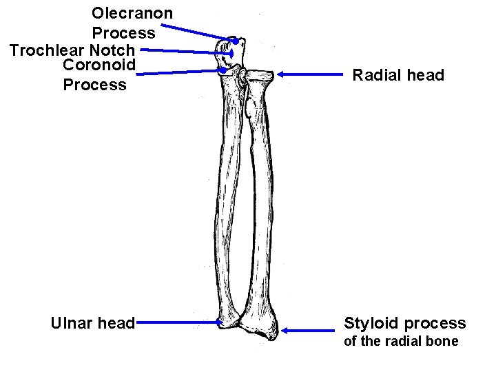 Olecranon Process Trochlear Notch Coronoid Process Ulnar head Radial head Styloid process of the