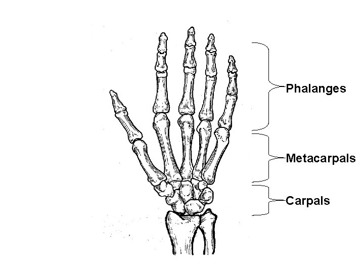 Phalanges Metacarpals Carpals Phalanges Metacarpals Carpals