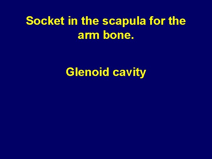 Socket in the scapula for the arm bone. Glenoid cavity 