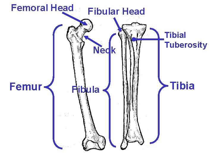 Femoral Head Fibular Head Neck Femur Fibula Tibial Tuberosity Tibia 