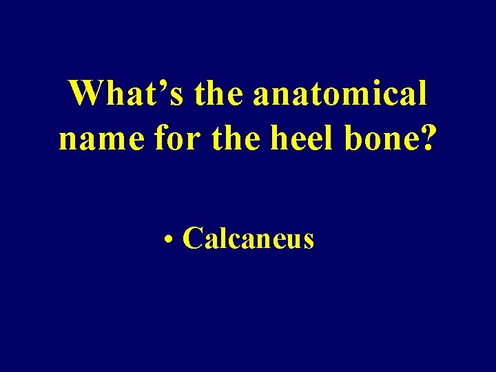 What’s the anatomical name for the heel bone? • Calcaneus 