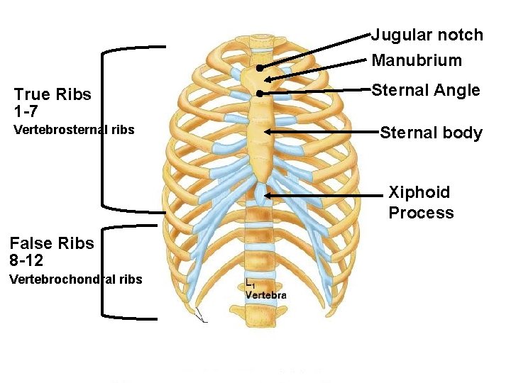 Jugular notch Manubrium True Ribs 1 -7 Vertebrosternal ribs Sternal Angle Sternal body Xiphoid