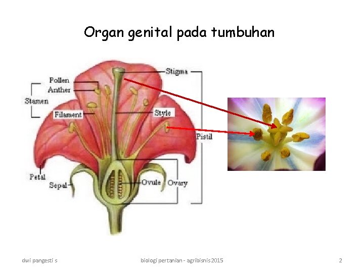 Organ genital pada tumbuhan dwi pangesti s biologi pertanian - agribisnis 2015 2 