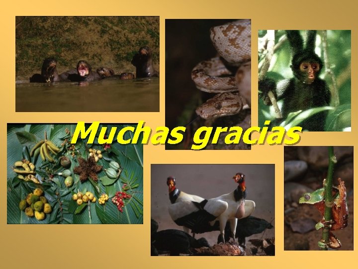 Muchas gracias 