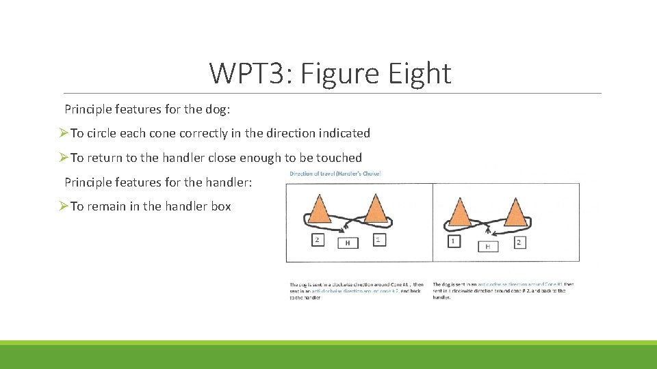 WPT 3: Figure Eight Principle features for the dog: ØTo circle each cone correctly