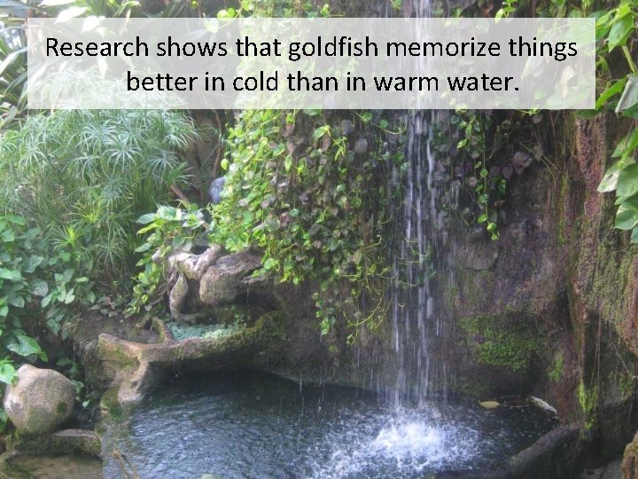 Research shows that goldfish memorize things better in cold than in warm water. 