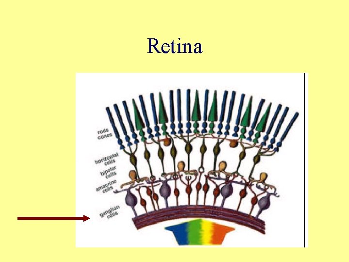 Retina 