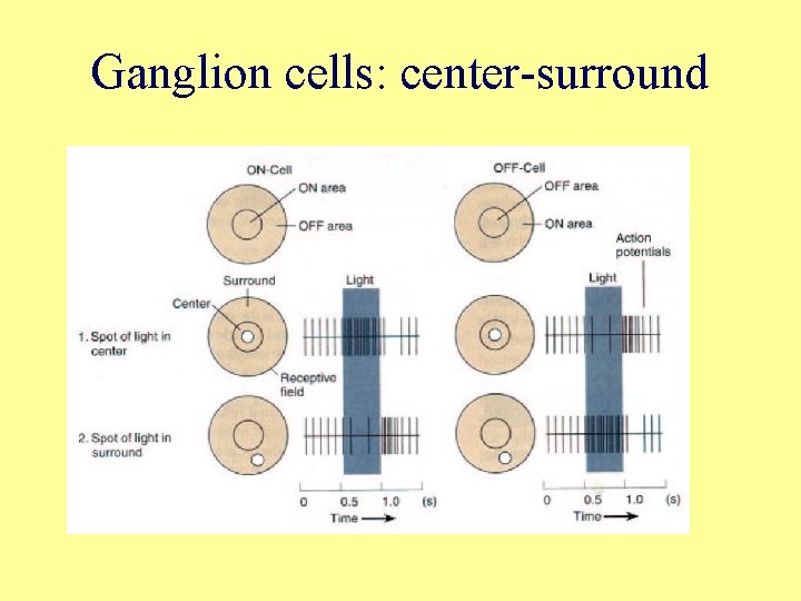 Ganglion cells: center-surround 