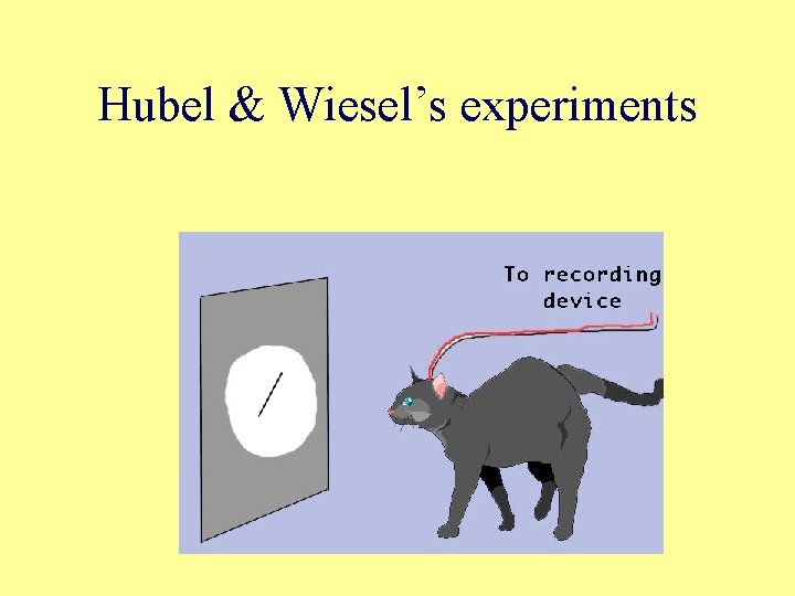 Hubel & Wiesel’s experiments 