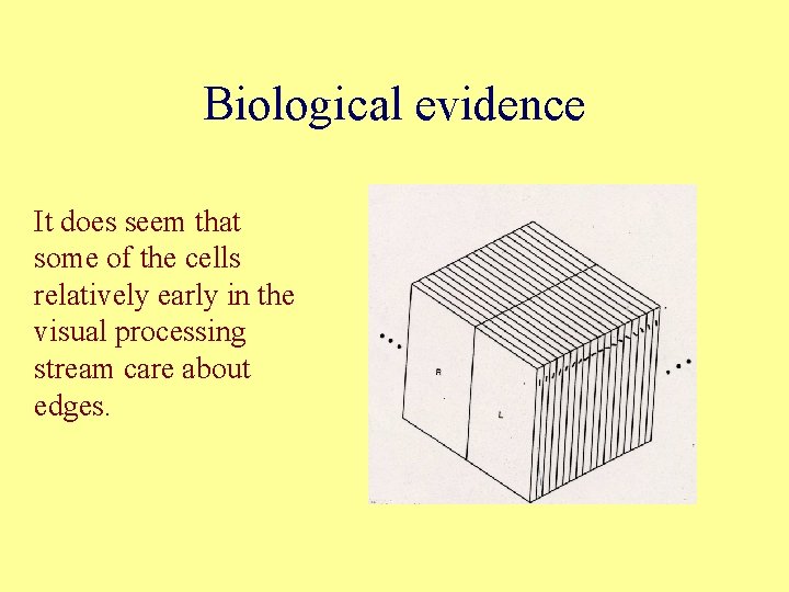Biological evidence It does seem that some of the cells relatively early in the