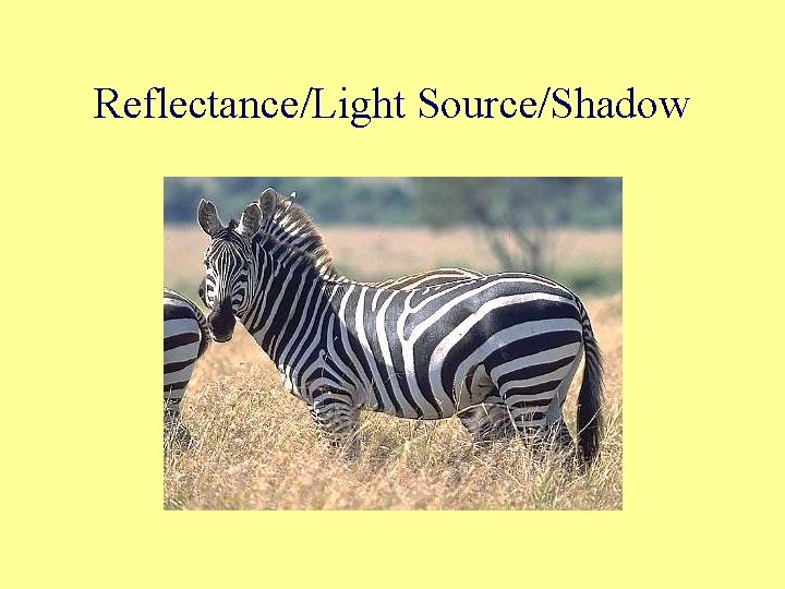 Reflectance/Light Source/Shadow 