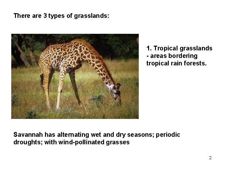 There are 3 types of grasslands: 1. Tropical grasslands - areas bordering tropical rain
