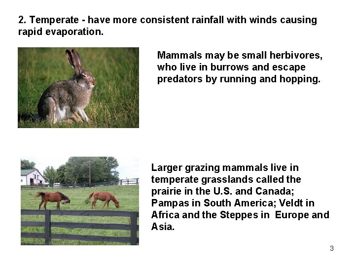 2. Temperate - have more consistent rainfall with winds causing rapid evaporation. Mammals may