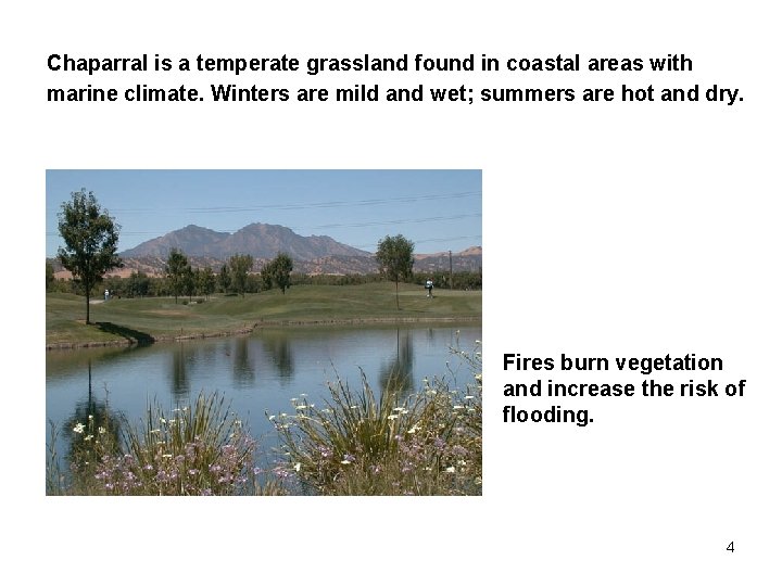 Chaparral is a temperate grassland found in coastal areas with marine climate. Winters are