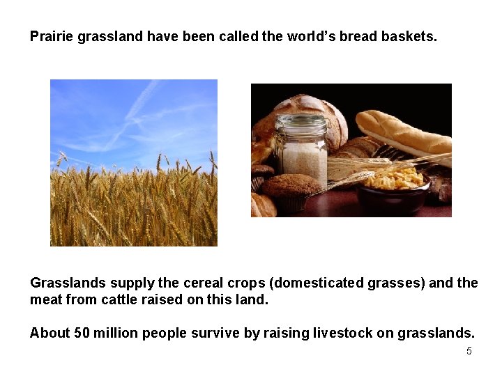 Prairie grassland have been called the world’s bread baskets. Grasslands supply the cereal crops