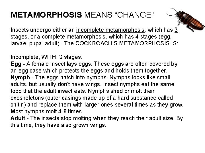 METAMORPHOSIS MEANS “CHANGE” Insects undergo either an incomplete metamorphosis, which has 3 stages, or