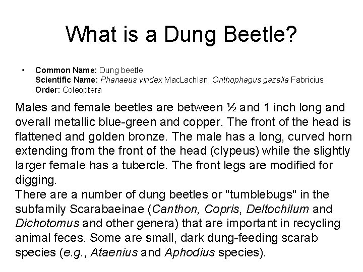 What is a Dung Beetle? • Common Name: Dung beetle Scientific Name: Phanaeus vindex