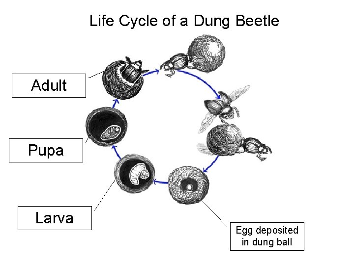 Life Cycle of a Dung Beetle Adult Pupa Larva Egg deposited in dung ball