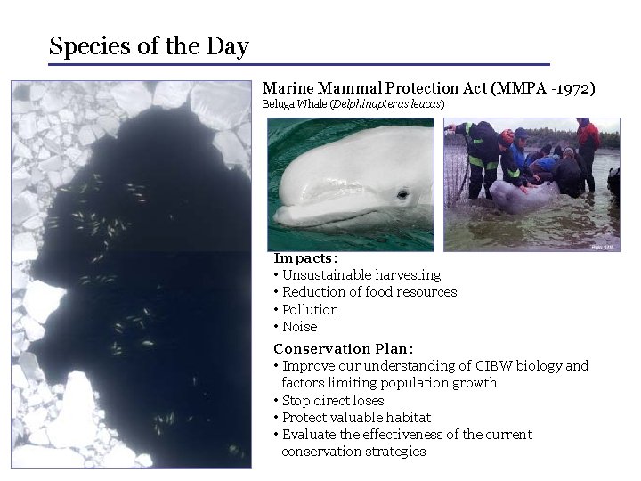 Species of the Day Marine Mammal Protection Act (MMPA -1972) Beluga Whale (Delphinapterus leucas)