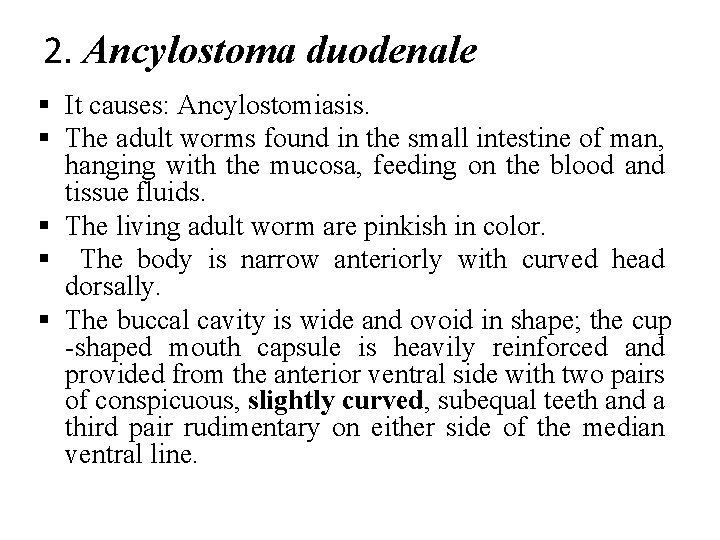 2. Ancylostoma duodenale § It causes: Ancylostomiasis. § The adult worms found in the