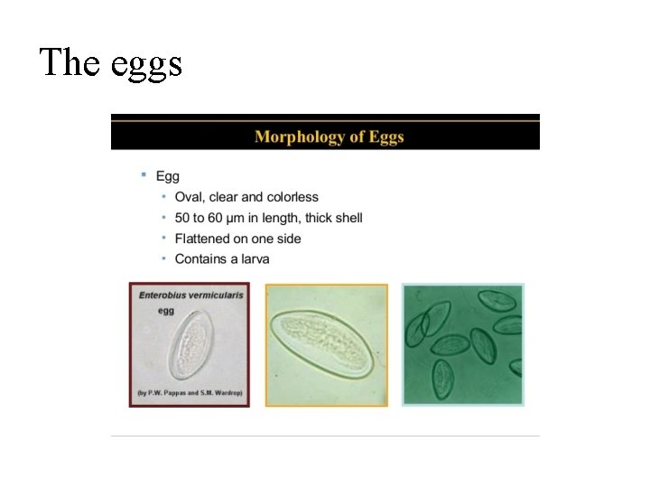 The eggs 