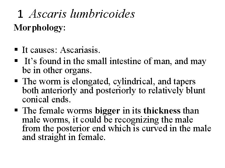 1 Ascaris lumbricoides Morphology: § It causes: Ascariasis. § It’s found in the small