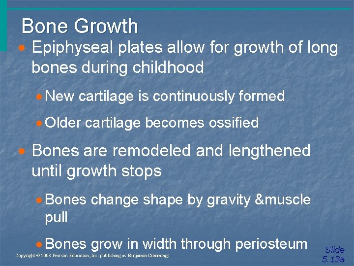 Bone Growth · Epiphyseal plates allow for growth of long bones during childhood ·