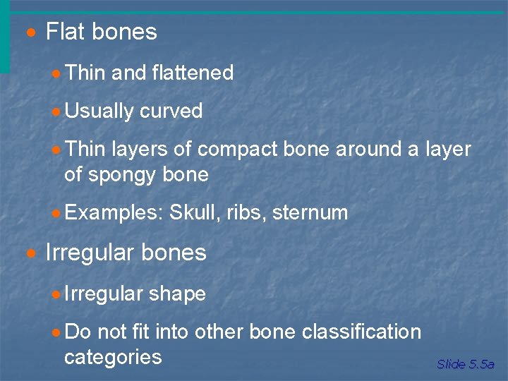 · Flat bones · Thin and flattened · Usually curved · Thin layers of