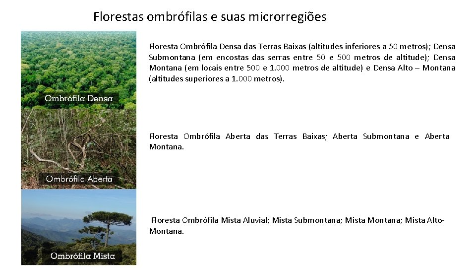 Florestas ombrófilas e suas microrregiões Floresta Ombrófila Densa das Terras Baixas (altitudes inferiores a