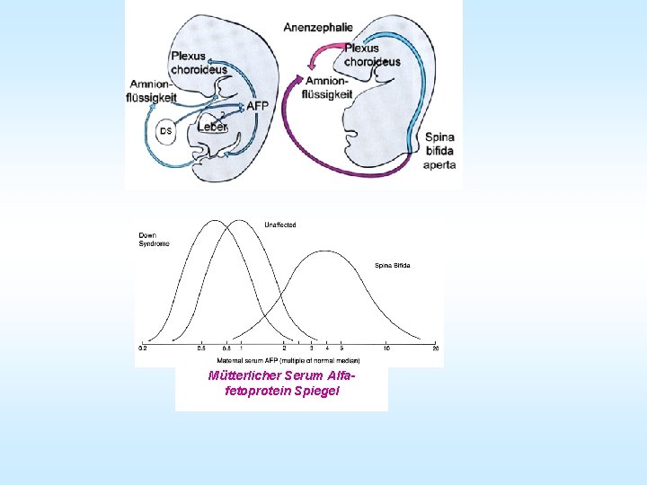 Mütterlicher Serum Alfafetoprotein Spiegel 