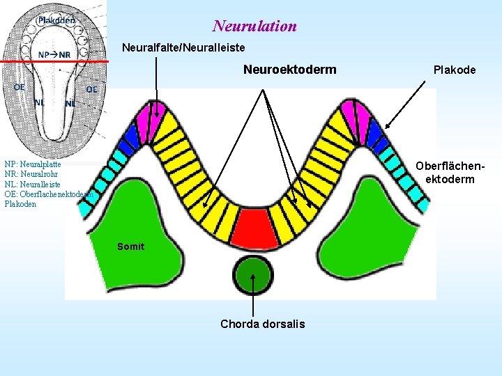 Neurulation Neuralfalte/Neuralleiste Neuroektoderm NP: Neuralplatte NR: Neuralrohr NL: Neuralleiste OE: Oberflachenektoderm Plakoden Plakode Oberflächenektoderm