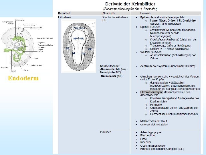 Endoderm 