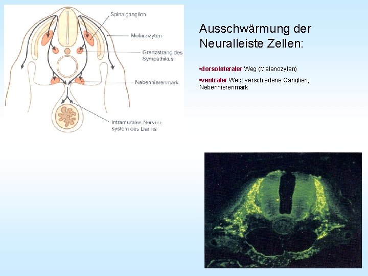 Ausschwärmung der Neuralleiste Zellen: • dorsolateraler Weg (Melanozyten) • ventraler Weg: verschiedene Ganglien, Nebennierenmark